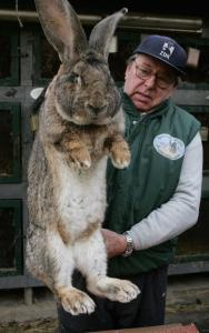Biggest Rabbit Ever
